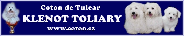 Coton de Tulear Klenot Toliary